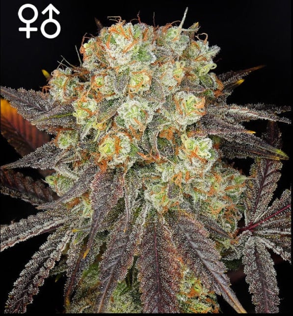 Jelly Pie - (R)